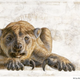 Illustration for article titled Where once the giant wombat roamed, only footprints remain